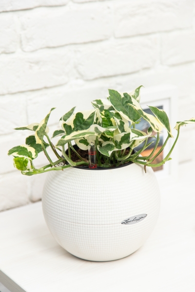 Эпипремнум Энджой 12/20 см Эпипремнум Энджой 12/20 см