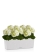 Гортензия Кремовая в BALCONERA Stone 50