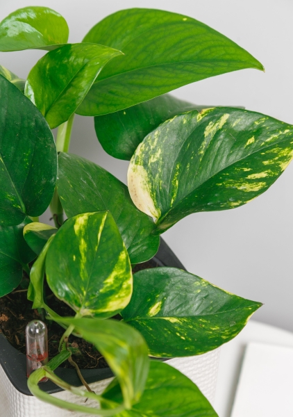 Сциндапсус Ауреум 12/20 см