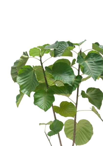 Фикус Амбелатта на стволе 60/300 см Фикус Амбелатта на стволе 60/300 см