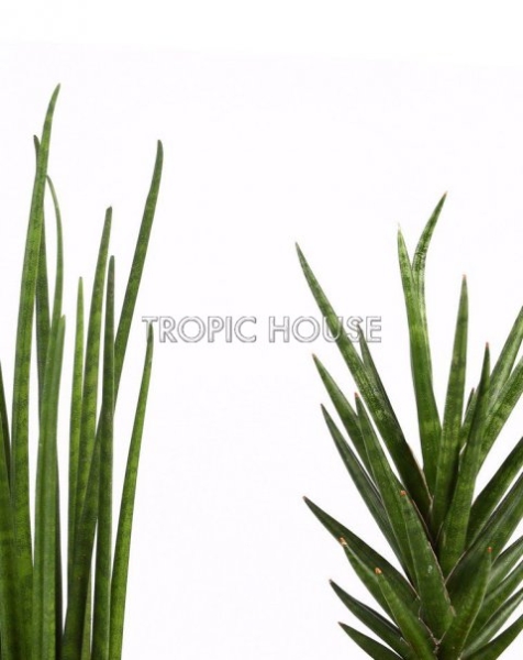 "Набор для рабочего стола" Цилиндрика в PURO 20