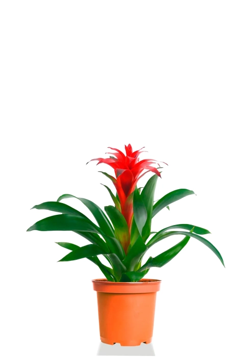 Гузмания Хоп 12/40 см