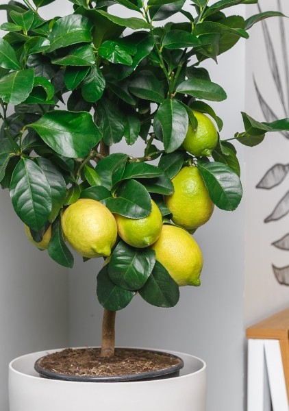 Лимон в CLASSICO 28