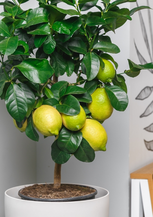 Лимон в CLASSICO 28