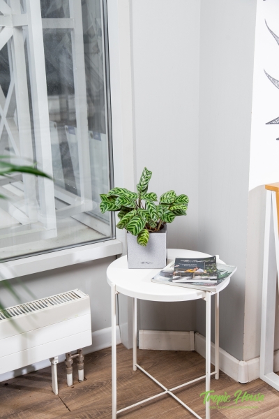 Ктенанта в CANTO STONE 14