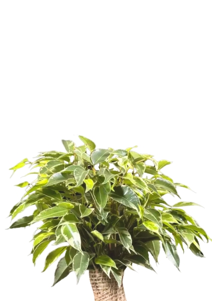 Фикус Бенджамина Кинки Пестрый в джуте 12/30 см в CLASSICO COLOR 18