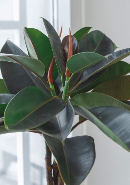 Фикус Эластика Бургунди СUBICO COLOR 30