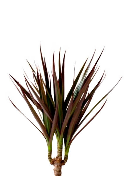 Драцена Маргината Маджента 1 ствол 12/45 см