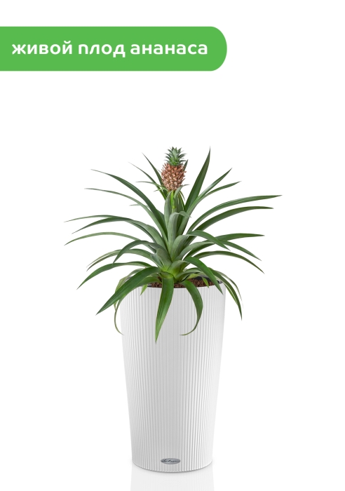 Ананас 15/50 см в CILINDRO 23, белый