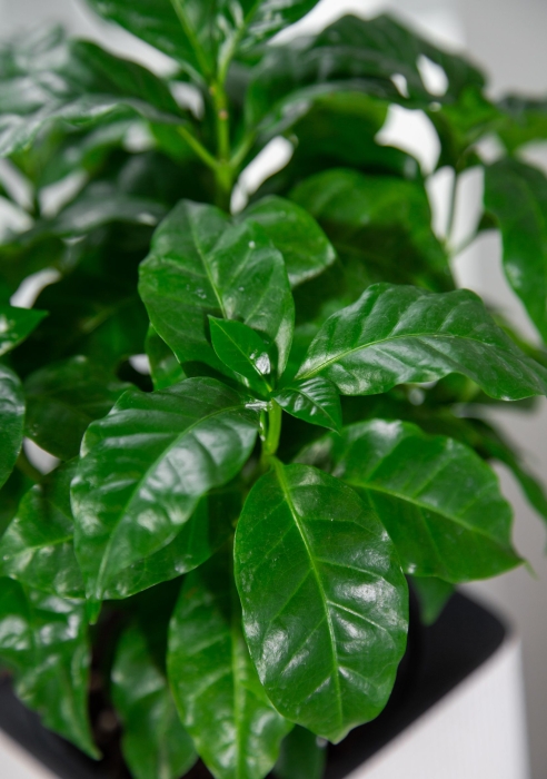 Набор Кофе в CUBE COLOR 14