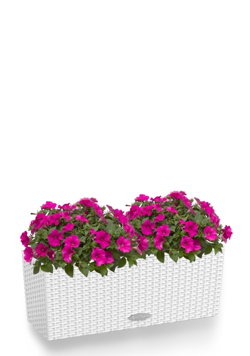 Петуния розовая Cottage 50/40 см, белый