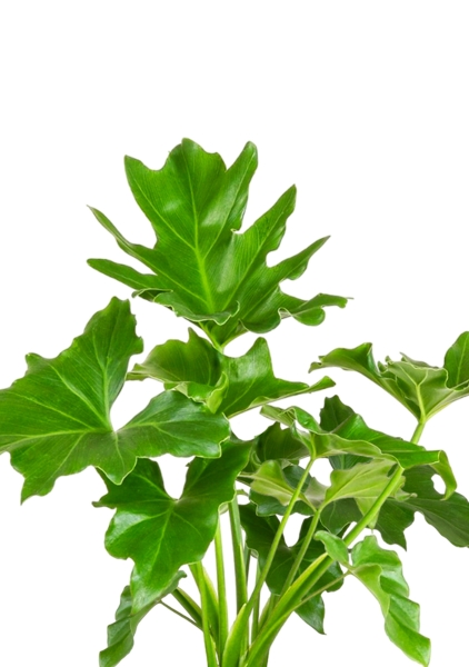 Филодендрон Шангри Ла 14/35 см CLASSICO 18 Филодендрон Шангри Ла 14/35 см CLASSICO 18