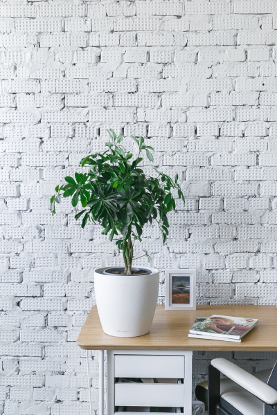 Шеффлера Компакта переплетенная 17/50 см