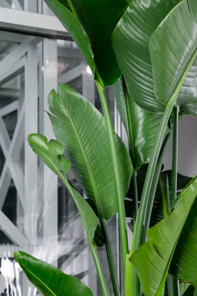 Стрелиция Николай 40/200 см