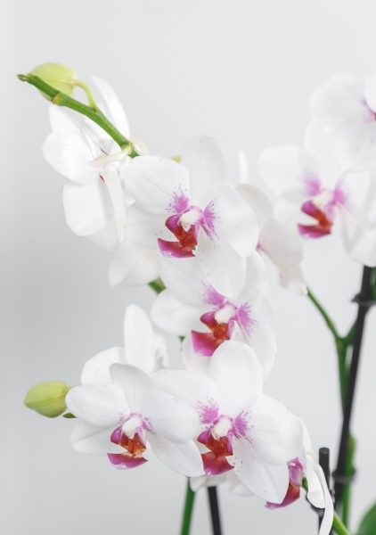 Фаленопсис Монро в ORCHIDEA 18 Фаленопсис Монро в ORCHIDEA 18