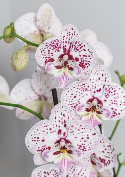 Орхидея Фаленопсис белая пятнистая 12/60 см