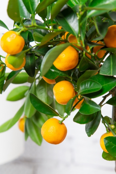 Цитрус в CLASSICO 28 Цитрус в CLASSICO 28