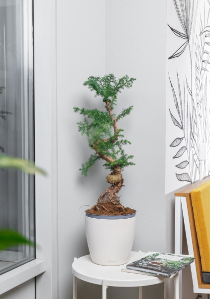 Араукария бонсай ель 27/65 см