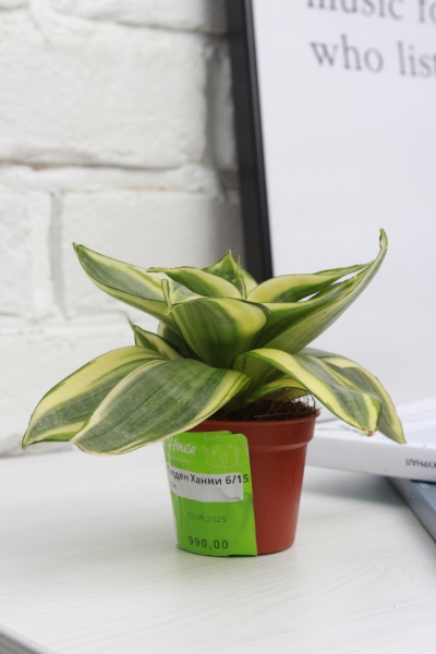 Сансевиерия Голден Ханни 6/15 см