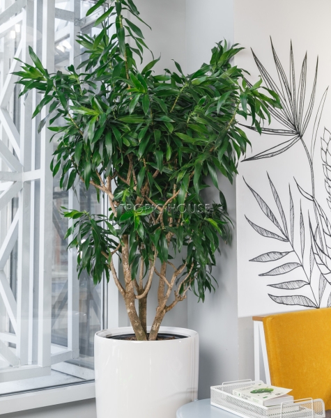 Драцена Песнь Ямайке в RONDO 40 170 см