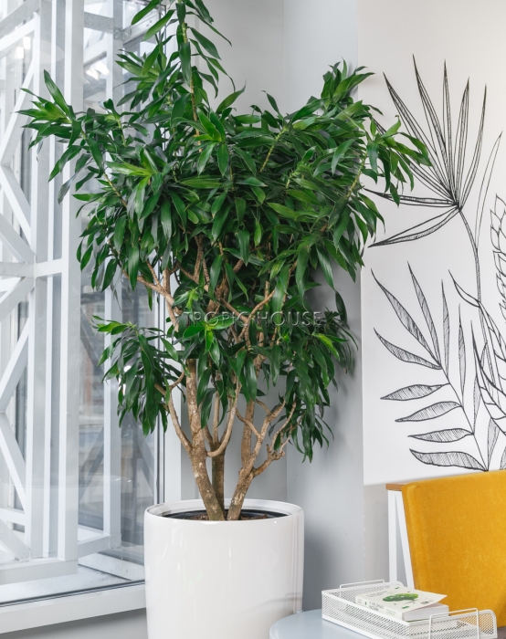 Драцена Песнь Ямайке в RONDO 40 170 см