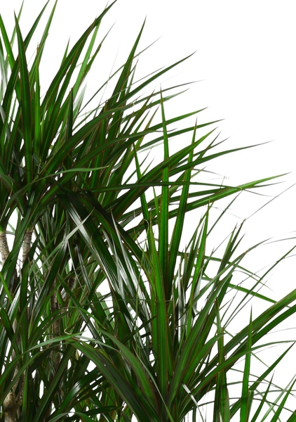 Драцена Маргината карусель 30/150 см