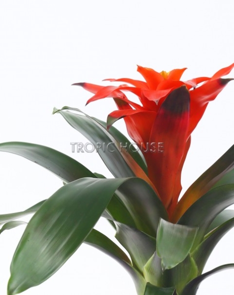 Гузмании микс в CLASSICO LS 21