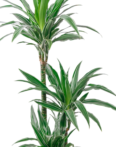 Драцена Варнески 3 ствола в CANTO STONE HIGH 30