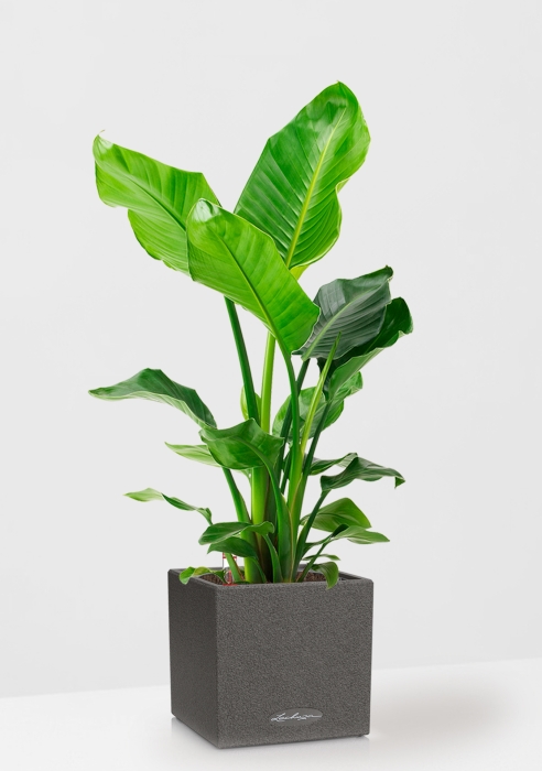 Стрелиция Николай 24/120 в CANTO Stone low 30, графитовый черный