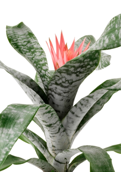 Эхмея 17/50 см в CLASSICO LS 21