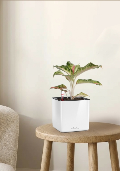 Аглаонема Айкетчер 12/30 см в CUBE Glossy 14 Аглаонема Айкетчер 12/30 см в CUBE Glossy 14