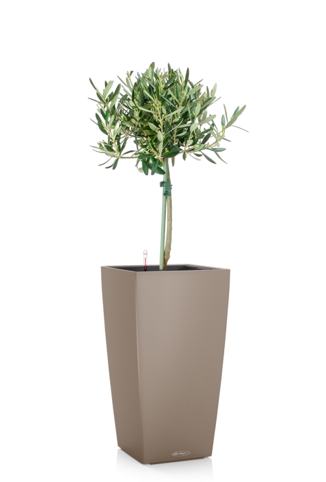 Олива на стволе в CUBICO COLOR 22, песочно-коричневый