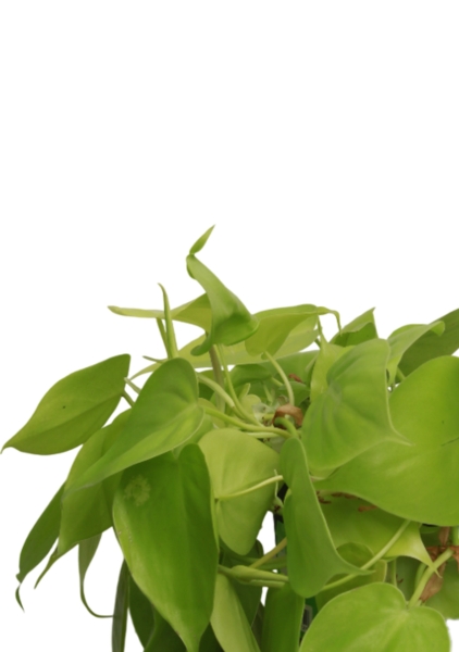 Филодендрон Лайм 15/40 см в CILINDRO Color 23