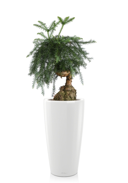 Араукария Бонсай в RONDO 32