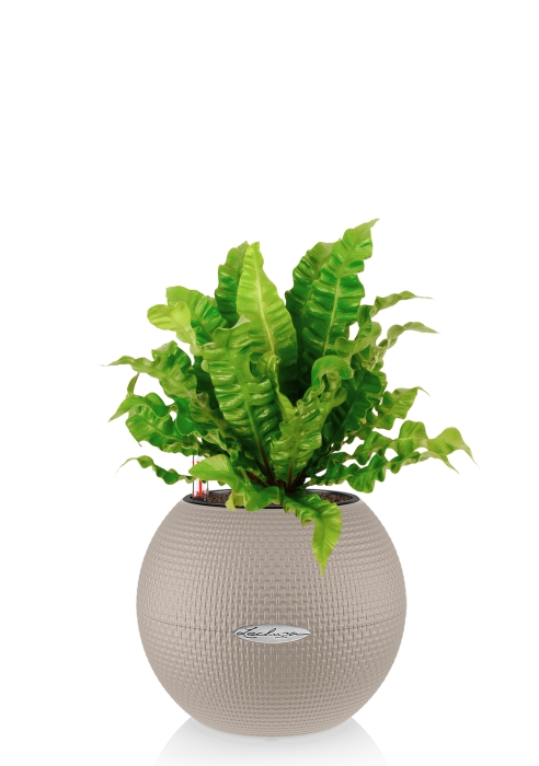 Асплениум Криспи в PURO 20, песочно-коричневый