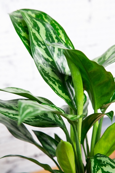 Аглаонема Мария 15/35 см