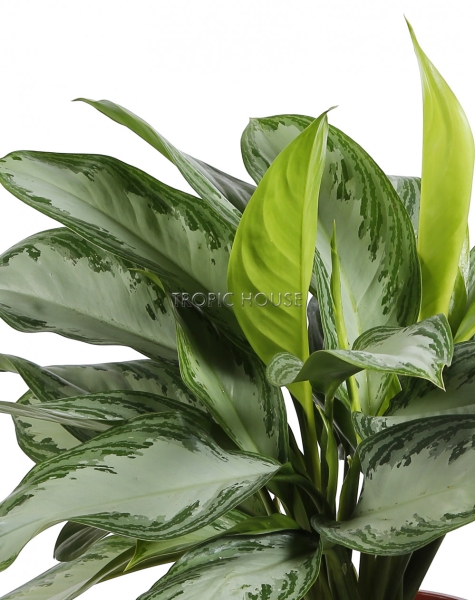 Аглаонема Сильвер Бей в CANTO STONE HIGH 30 Аглаонема Сильвер Бей в CANTO STONE HIGH 30
