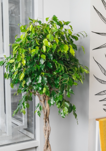 Фикус Бенджамина Экзотика переплетенный 40/150 см