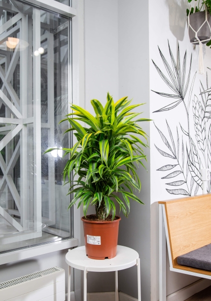 Драцена Лемон Лайм бранч 27/120 см в LAMELA Finezja 40x40 Драцена Лемон Лайм бранч 27/120 см в LAMELA Finezja 40x40