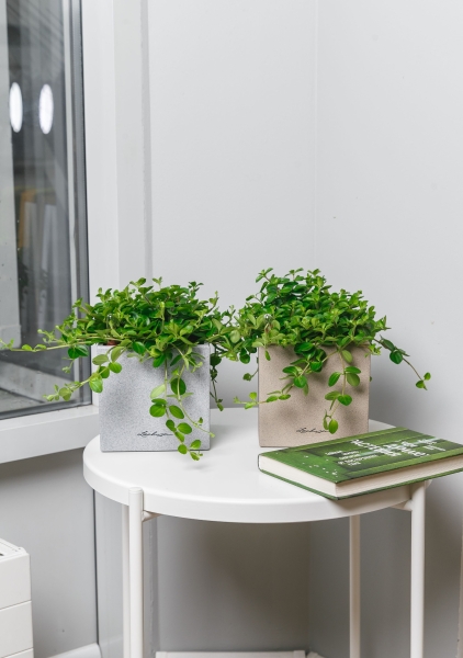 Пеперомия Ротундифолия в CANTO Stone 14 Пеперомия Ротундифолия в CANTO Stone 14