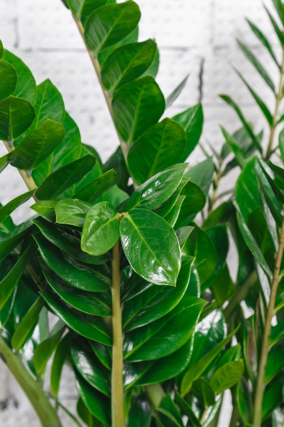 Замиокулькас Макси 30/100 см