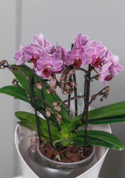 Орхидея Батерфлай в ORCHIDEA 18 Орхидея Батерфлай в ORCHIDEA 18