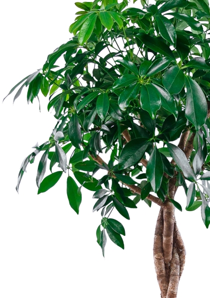 Шеффлера Компакта переплетенная 35/130 см