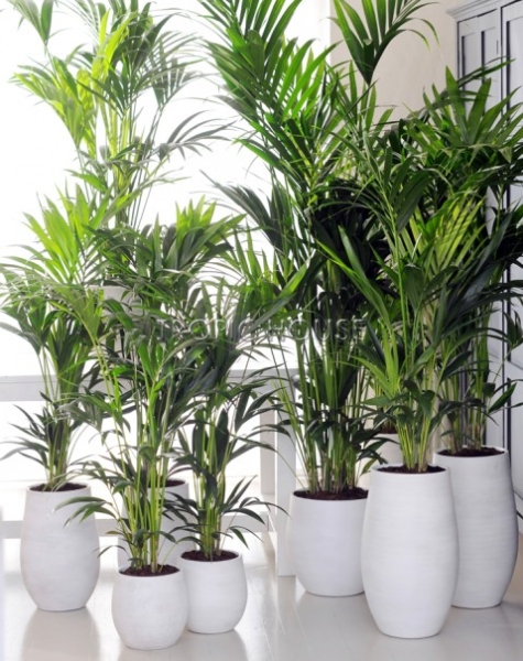 Ховея Кентия 40/240 см