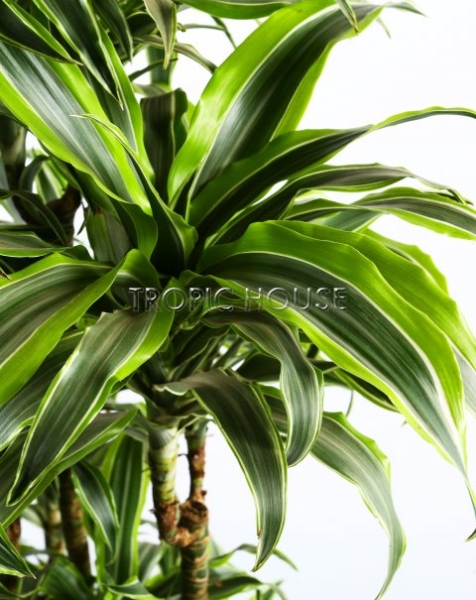 Драцена Лемон Лайм бранч 27/120 см Драцена Лемон Лайм бранч 27/120 см