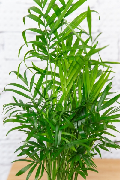 Хамедорея Элеганс 12/45 в CANTO STONE 14