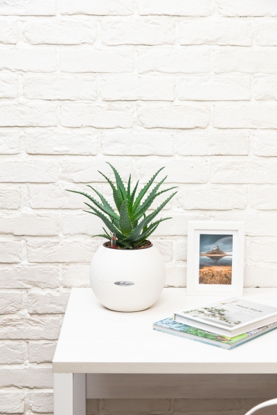 Алоэ 12/30 см в PURO 20