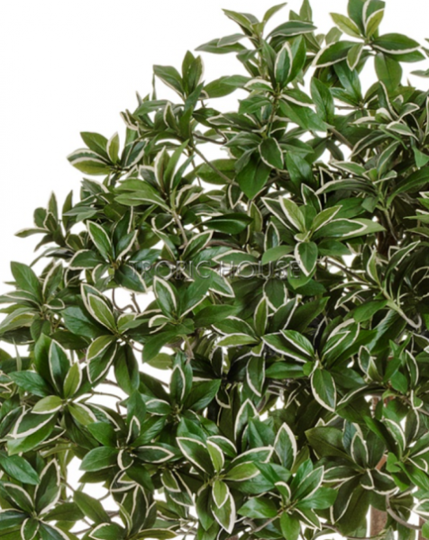 Эонимус (Бересклет) японский зонтичный