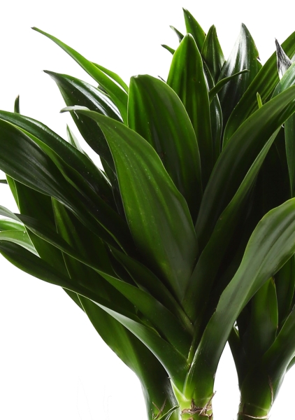 Драцена Компакта 2 ствола 19/80 см в CUBICO COLOR 22 Драцена Компакта 2 ствола 19/80 см в CUBICO COLOR 22