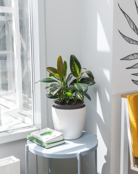 Фикус Эластика в CLASSICO COLOR 21